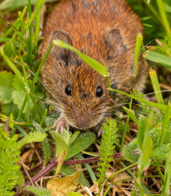 Close-up portrait of a rabbit on field