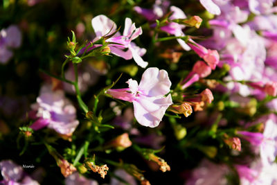 Close-up of pink flowers blooming outdoors