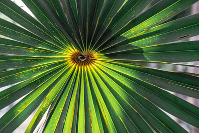 Full frame shot of palm leaf