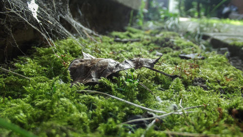 Close-up of lizard on grass