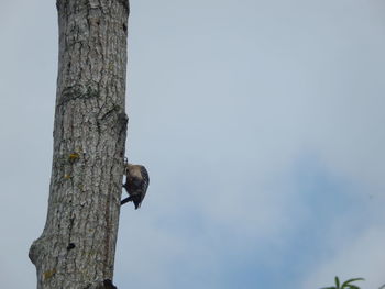 Low angle view of bird perching on tree against sky