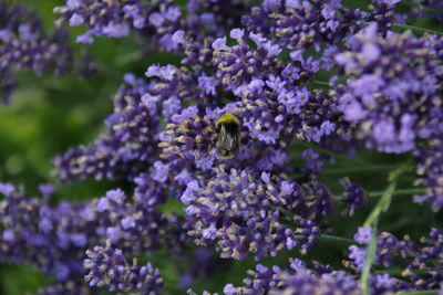 Close-up of bee on lavender