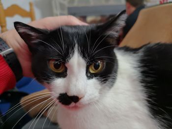 Close-up portrait of cat at home