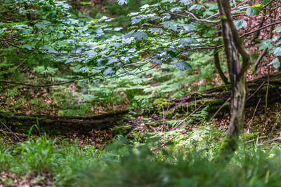 Trees in forest