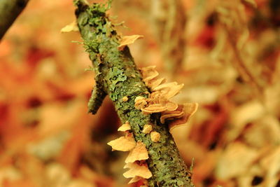 Close-up of lizard on plant