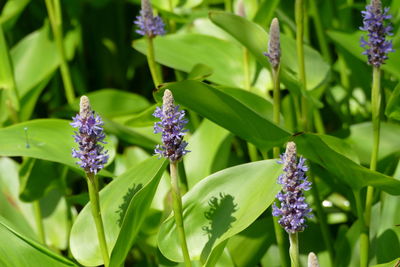 Close-up of purple flowering plants