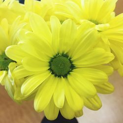 Close-up of yellow flower