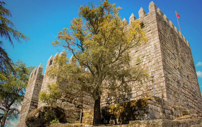 Low angle view of tree against sky