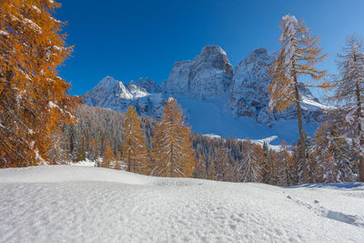 Mount pelmo winter panorama with autumn colored larch trees, dolomites, italy