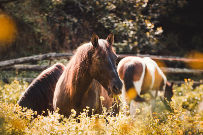 Horse standing on field, between flowers, looking cute and happy.