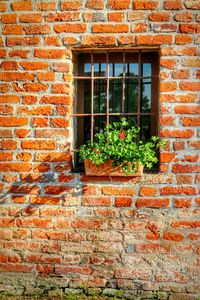Ivy growing on brick wall
