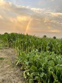 Plants growing on field against sky during sunset
