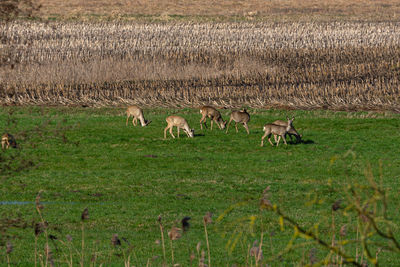 Flock of sheep grazing in a field