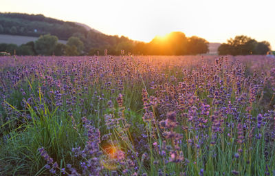 Scenic view of flowering plants on field against sky