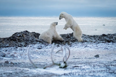 Two polar bears play on rocky shoreline