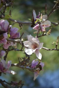 Close-up of pink flowers blooming in park
