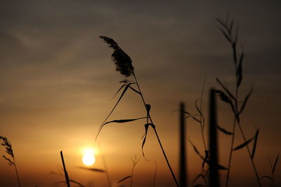 Plants against sunset sky