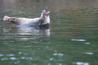 View of duck swimming in lake