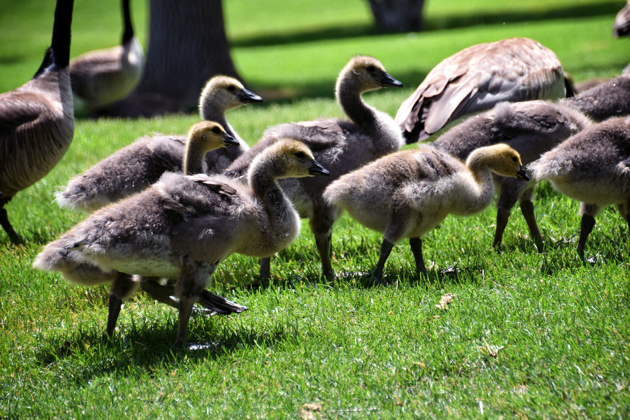 animal themes, group of animals, animal, grass, bird, wildlife, water bird, plant, animal wildlife, ducks, geese and swans, goose, nature, duck, large group of animals, field, land, green, no people, canada goose, day, young animal, gosling, outdoors, young bird, beak