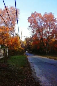 Autumn trees by road against sky