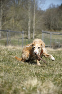 Dog relaxing on field