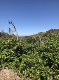 Plants growing on land against clear sky