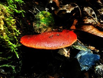 Close-up of fly agaric mushroom growing outdoors