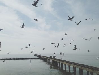 Low angle view of seagulls flying over sea against sky