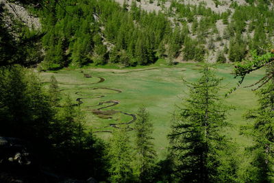 Scenic view of pine trees in forest