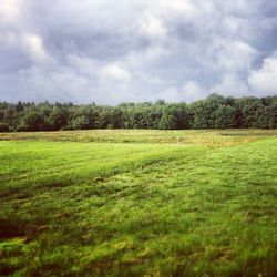 Scenic view of grassy field against sky