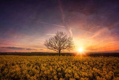 Scenic view of field against sky during sunset