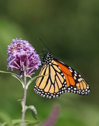 Close-up of butterfly pollinating on purple flower