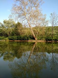 Reflection of trees in lake