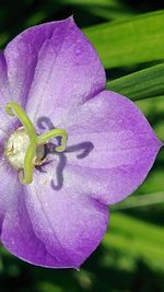 Close-up of purple flower blooming outdoors