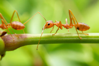 Close-up of ant on leaf