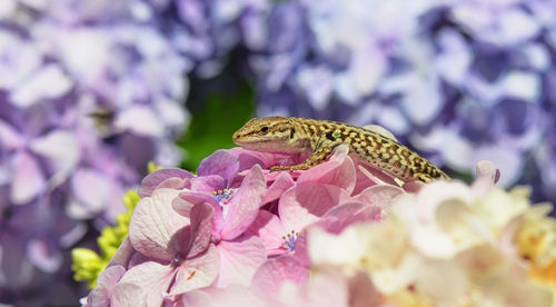 Close-up of butterfly on flower