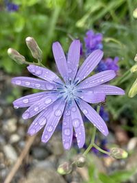 Close-up of wet purple flowering plant