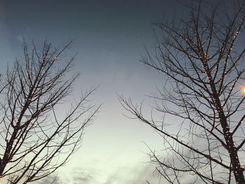 Low angle view of bare trees against sky