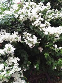 Close-up of white flowering plant