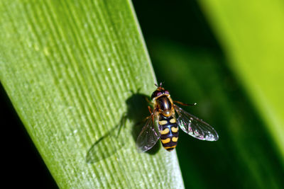 Close-up of insect on leaf