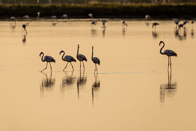 Flamingos in lake