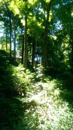 Trees in forest