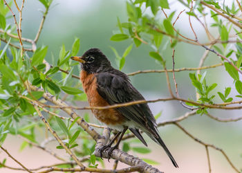 Close-up of bird perching on tree