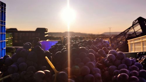Panoramic view of grapes against sky during sunset