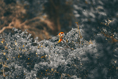 Close-up of insect on flower tree