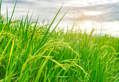 Close-up of crops growing on field against sky. rice farm. green rice field.
