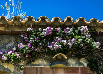 Low angle view of plants against clear blue sky