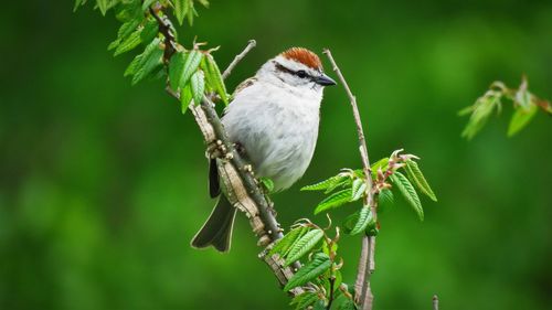 Close-up of bird perching on plant