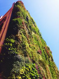 Low angle view of ivy against clear sky