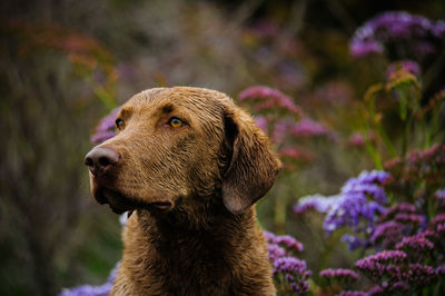 Close-up of dog against plants